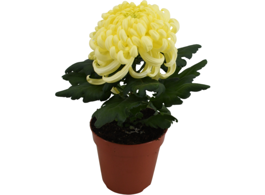 Chryzantema wielkokwiatowa 1 kula don. 12 cm