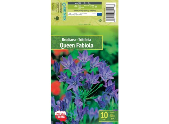 Kapers Brodiaea - Triteleia Queen Fabiola 6/+ 10 szt.