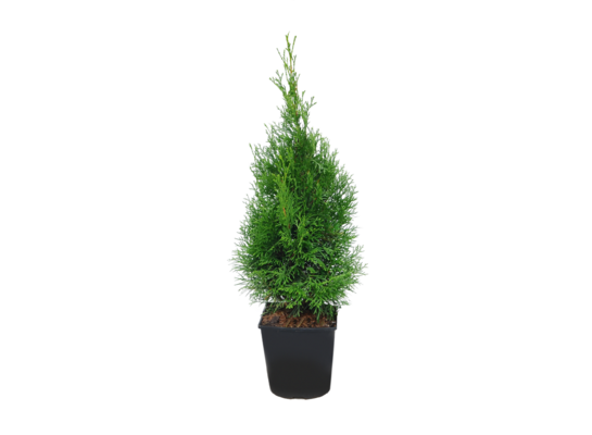Żywotnik Szmaragd 110 cm C-7.5