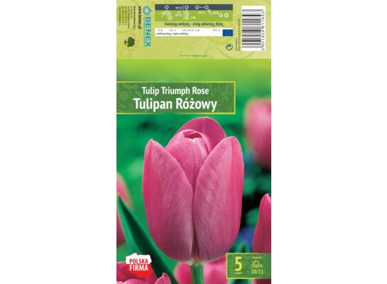 Kapers Tulip - Tulipan Triumph Rose 10/11 5 szt.
