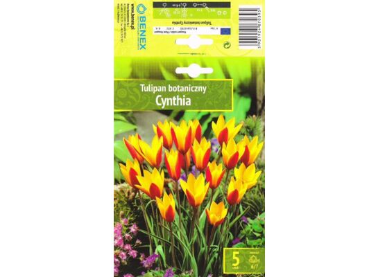 Kapers Tulip - Tulipan Cynthia 6/7 5 szt.