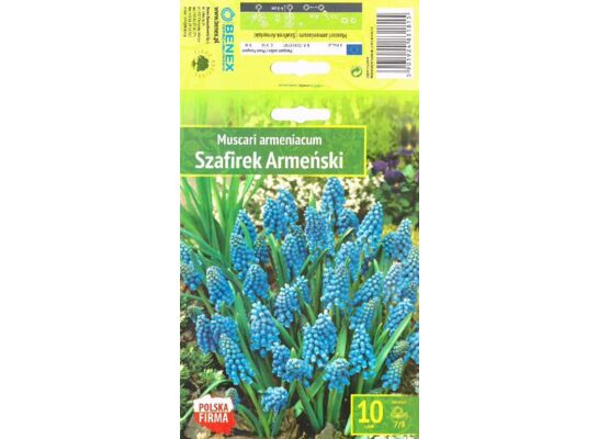 Kapers Muscari Armeniacum - Szafirek Armeński 7/8 10 szt.