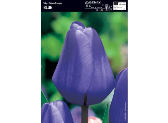 Tulip - Tulipan Triumph Blue 12/+ 1 szt.