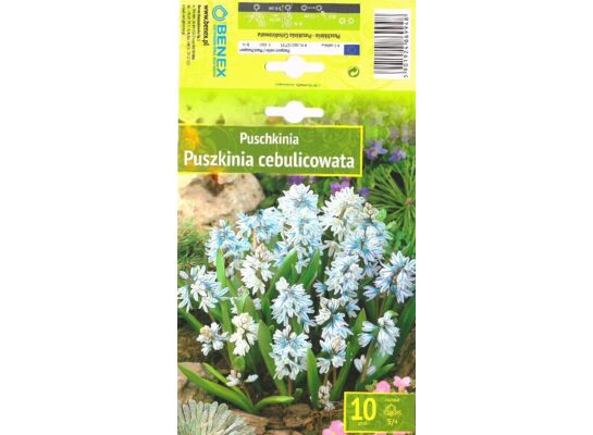 Kapers Puschkinia - Puszkinia Cebulicowata 5/+ 10 szt.