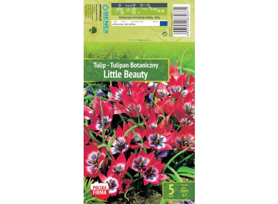 Kapers Tulip - Tulipan Little Beauty 6/7 5 szt.
