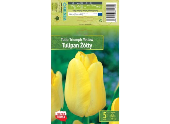 Kapers Tulip - Tulipan Triumph Yellow 10/11 5 szt.