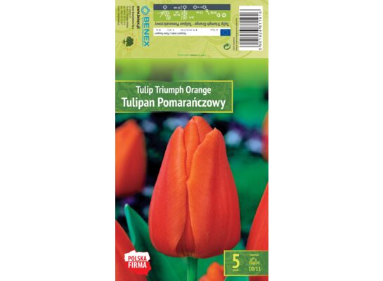 Kapers Tulip - Tulipan Triumph Orange 10/11 5 szt.