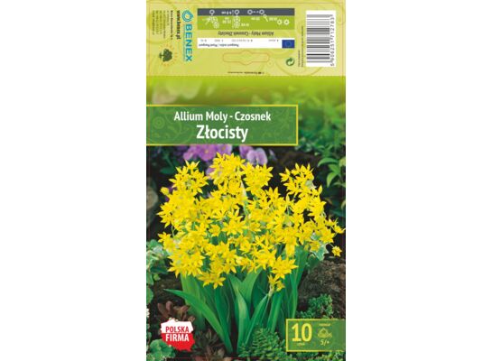 Kapers Allium Moly - Czosnek Złocisty 5/+ 10 szt.