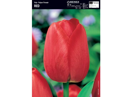 Tulip - Tulipan Triumph Red 12/+ 1 szt.