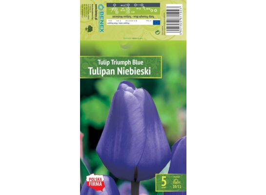 Kapers Tulip - Tulipan Triumph Blue 10/11 5 szt.