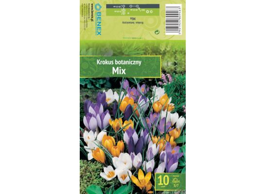 Kapers Crocus - Krokus Botaniczny Mix 5/7 10 szt.