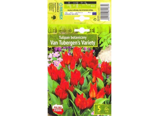Kapers Tulip - Tulipan Van TubergenS Variety 7/8 5 szt.
