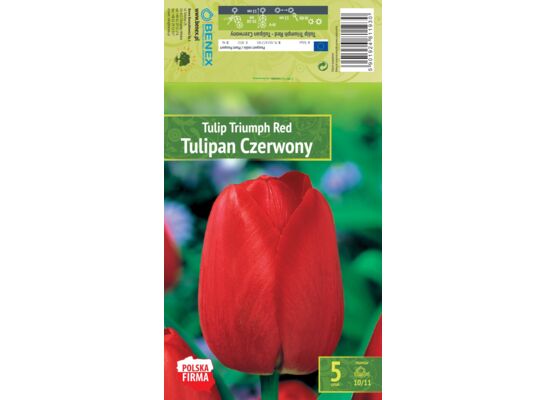 Kapers Tulip - Tulipan Triumph Red 10/11 5 szt.