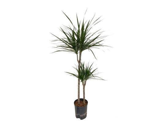 Dracena marginata wys. 155 cm