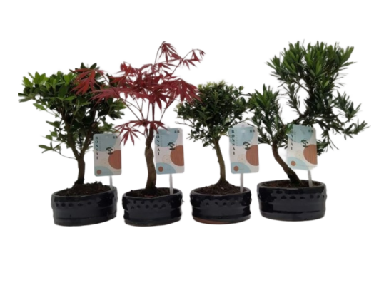 Rośliny bonsai w ceramicznej doniczce 12 cm mix