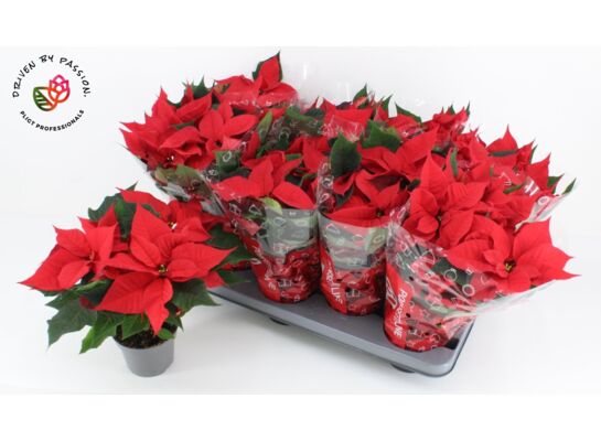 Gwiazda betlejemska don. 12 cm wys. 35 cm