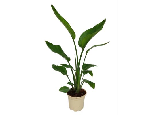 Strelicja królewska wys. 60 cm mix