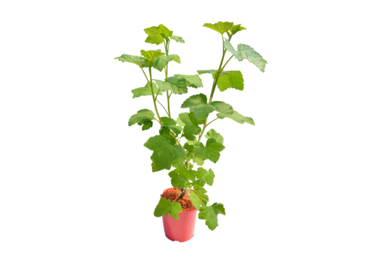 Porzeczka czerwona/biała, wys. 60-90 cm, don. 2 l