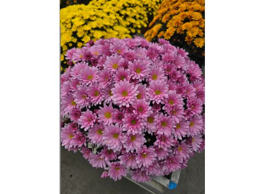 Chryzantema samokrzew w misie 21 cm