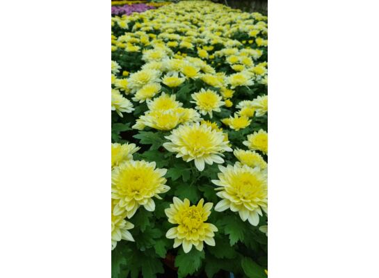 Chryzantema Teim w misie 19 cm