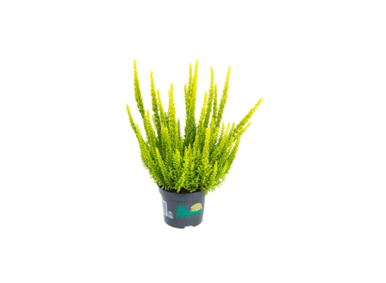 Calluna vulgaris Skyline mix tray 12 cm