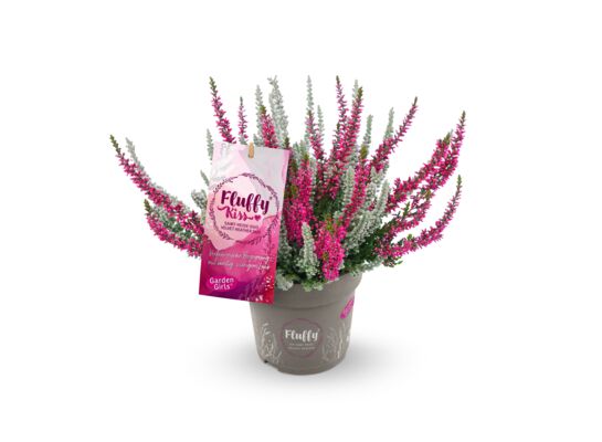 Calluna vulgaris "Fluffy Kiss" 11 cm