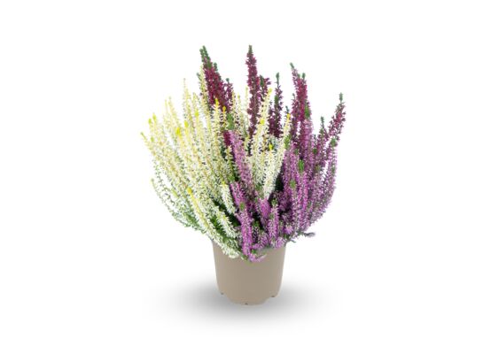 Wrzos pospolity Garden Girls Lavendel Cream don. 11 cm