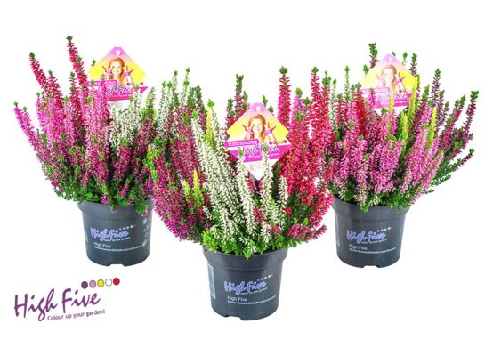 Wrzos pospolity Beauty ladies high five don. 10,5 cm wys. 15 cm