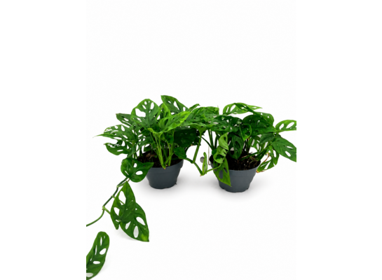 Monstera Monkey don. 17 cm wys. 30 cm