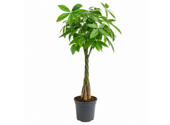Pachira drzewo butelkowe don. 17 cm wys. 80 cm