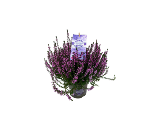 Wrzos D11 Lavendel Gj wys. 25 cm don. 11 cm
