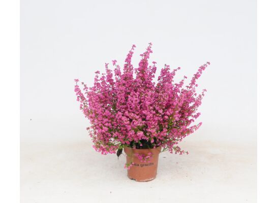 Wrzosiec delikatny don. 12 cm wys. 20 cm mix