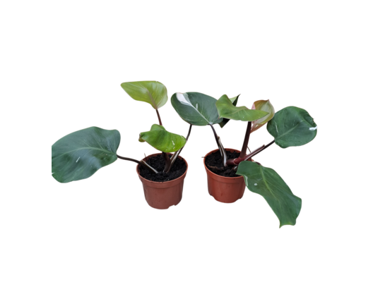Filodendron don. 12 cm wys. 32 cm mix