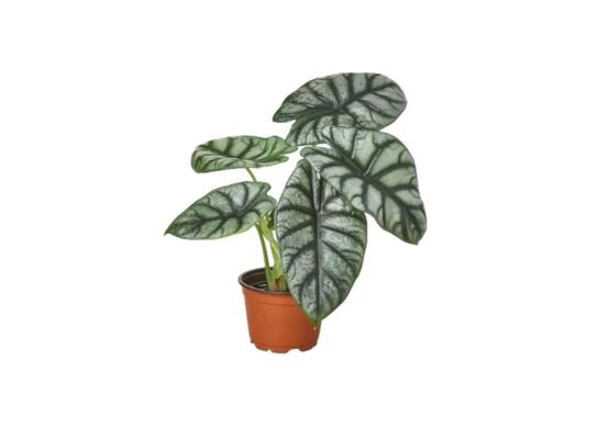 Alokazja wys. 37 cm don. 12 cm