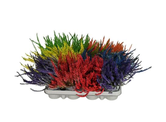 Wrzos pospolity Callunova don. 9,5 cm farbowany