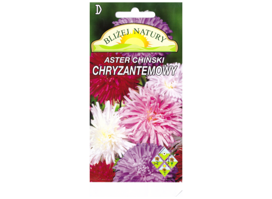 Aster chryzantemowy zestaw kolorów + polan