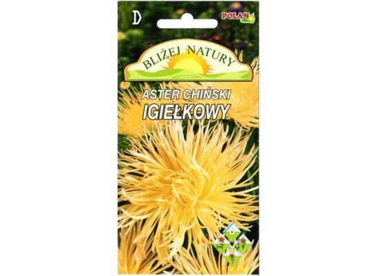 Aster igiełkowy lemon kremowy + polan