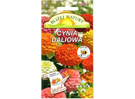 Cynia daliowa zestaw kolorów + polan