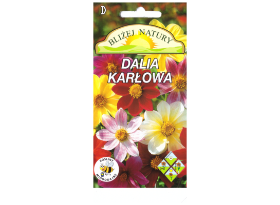 Dalia mignon mieszana + polan