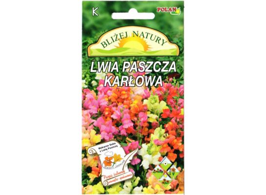 Lwia paszcza karłowa mix