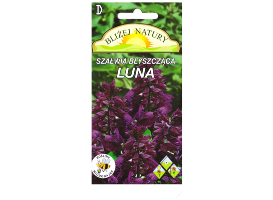 Szałwia luna ciemnośliwkowa