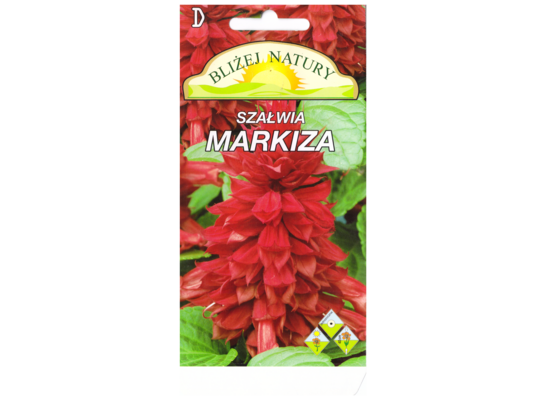 Szałwia markiza malinowa