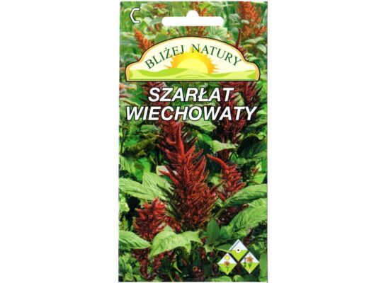 Szarłat wiechowaty pygmy torch ciemnoczerwony