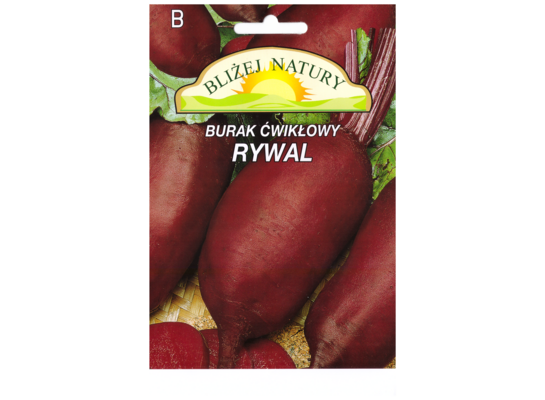 Burak ćwikłowy rywal podłużny 8 POLAN