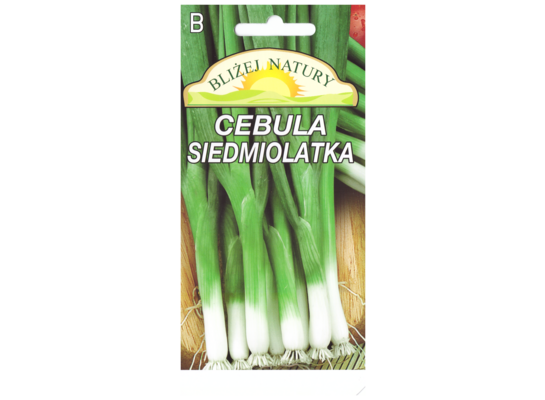 Cebula siedmiolatka bajkal 2 POLAN
