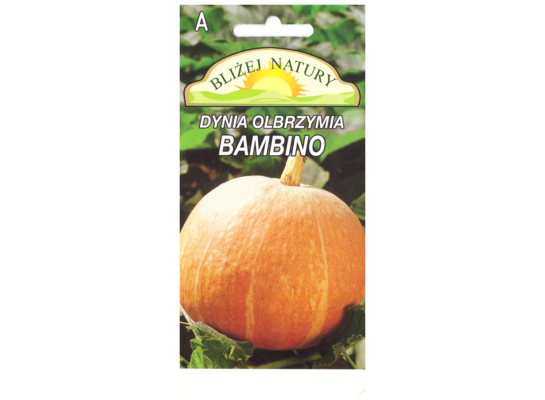 Dynia olbrzymia bambino pomarańczowy 5 POLAN