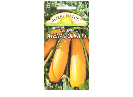 Dynia zwyczajna cukinia atena polka żółta 2 POLAN