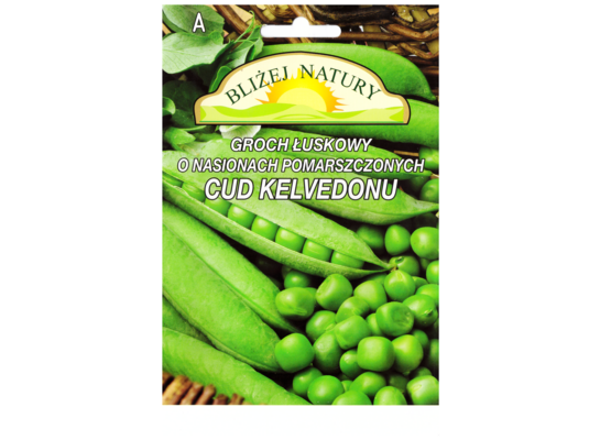 Groch siewny łuskowy nasiona pomarszczone cud kelvedonu 20 POLAN