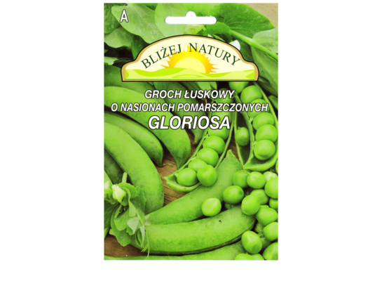 Groch siewny łuskowy nasiona pomarszczone gloriosa 20 POLAN