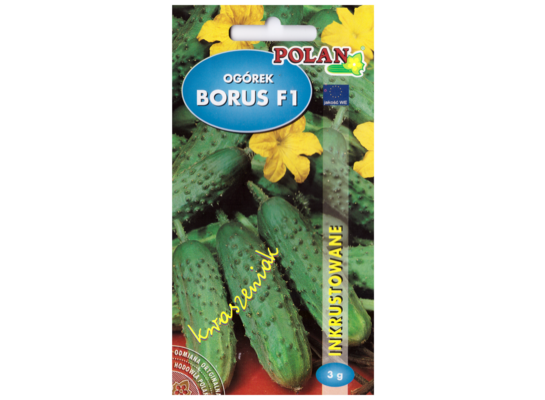 Ogórek kwaszeniak borus mieszaniec inkrust 3 POLAN